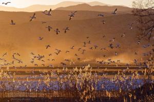 Bosque del Apache, New Mexico